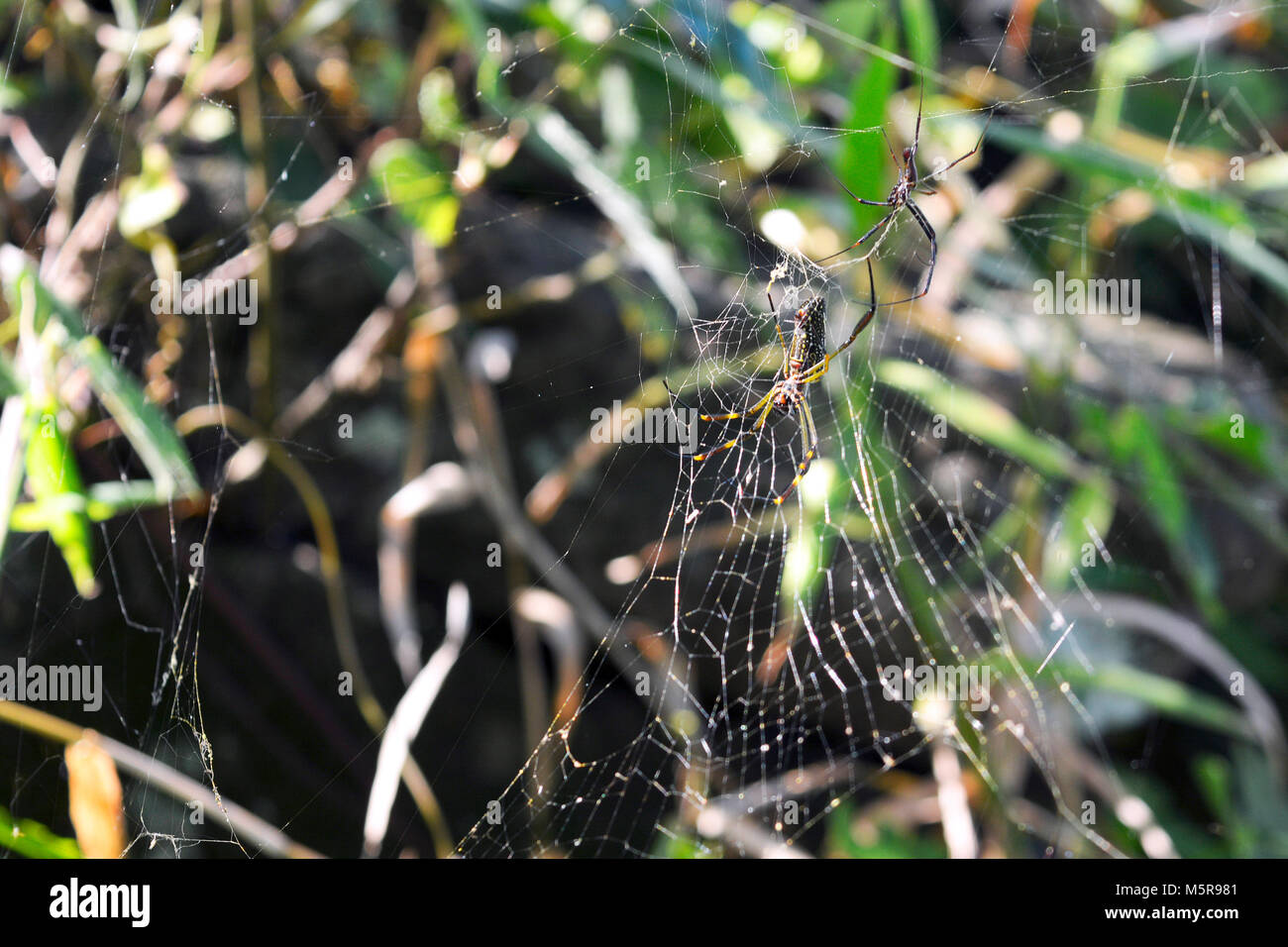 Spiders hanging on the web waiting for prey Stock Photo
