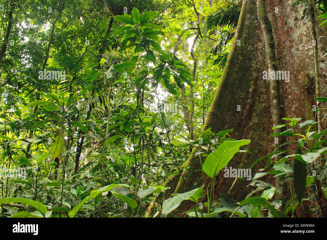 Tropical jungle with giant trees Henri Pittier National Park Venezuela Stock Photo