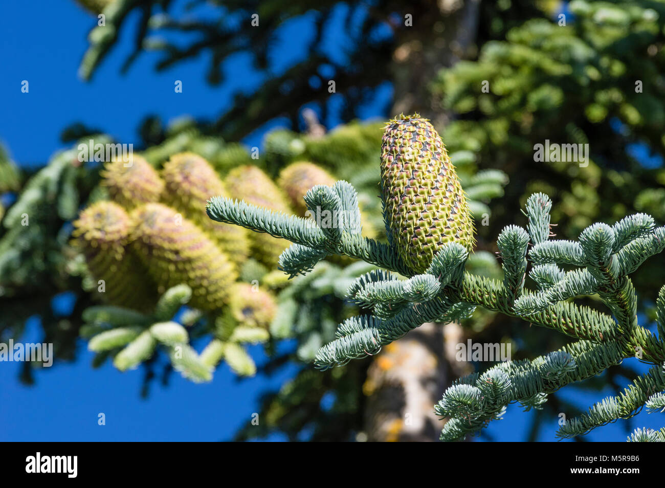 Cones of the Noble fir or Abies procrea tree. Stock Photo