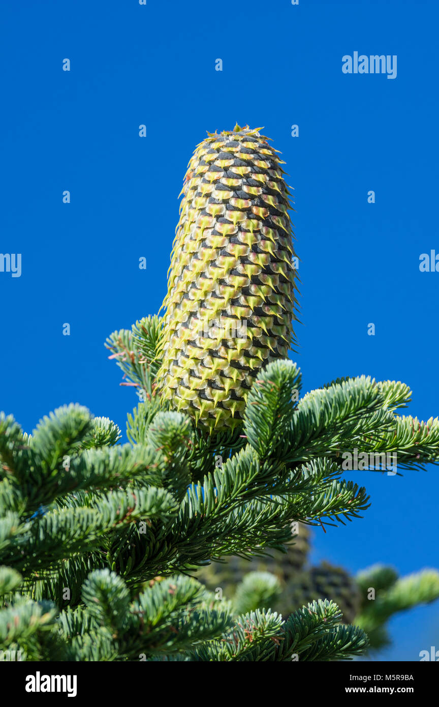 Cones of the Noble fir or Abies procrea tree. Stock Photo
