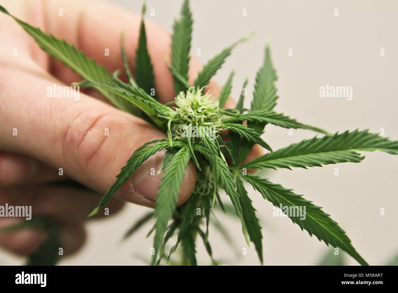 Home-grown marijuana. Cannabis in the flowerpot. Blooming Marijuana plant in nature Stock Photo
