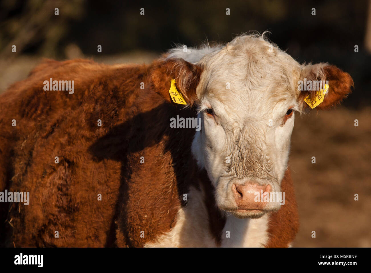 Beef steer in pasture Stock Photo Alamy