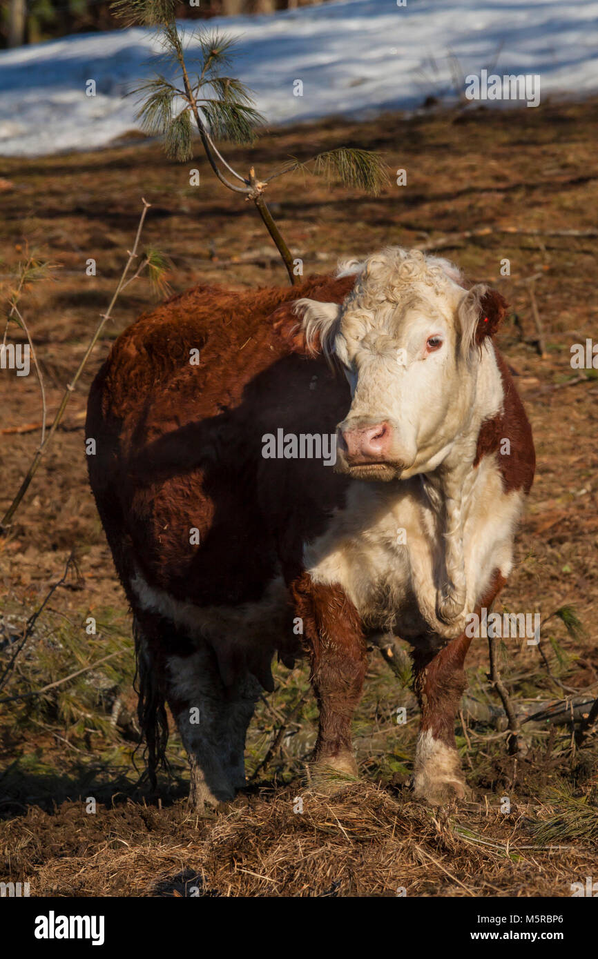 Beef steer in pasture Stock Photo Alamy