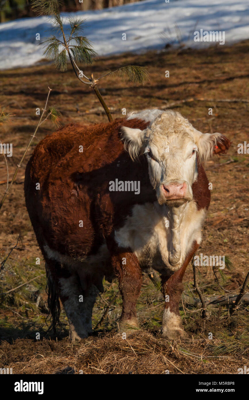 Beef steer in pasture Stock Photo Alamy