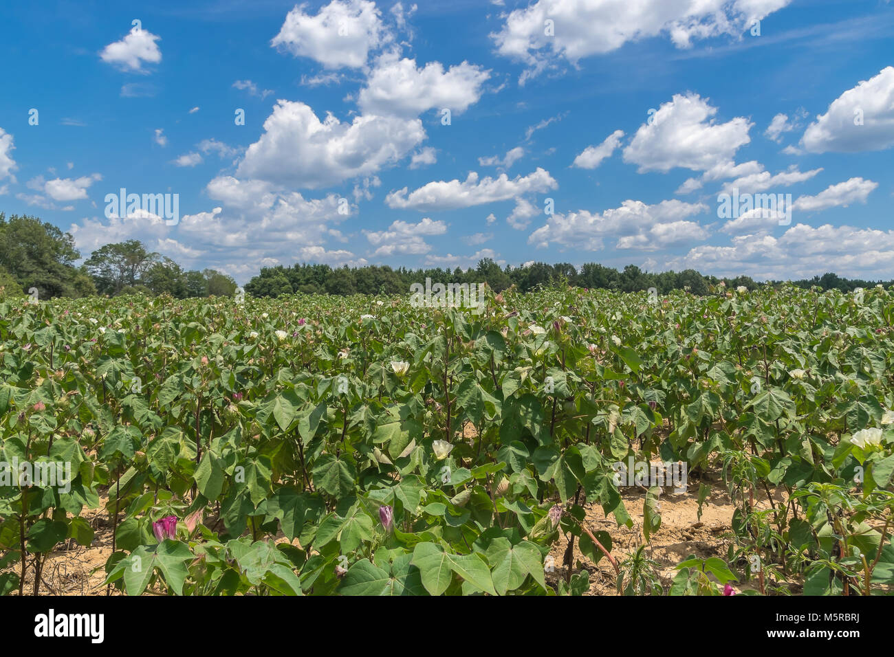 Mississippi cotton field in mid summer Stock Photo Alamy