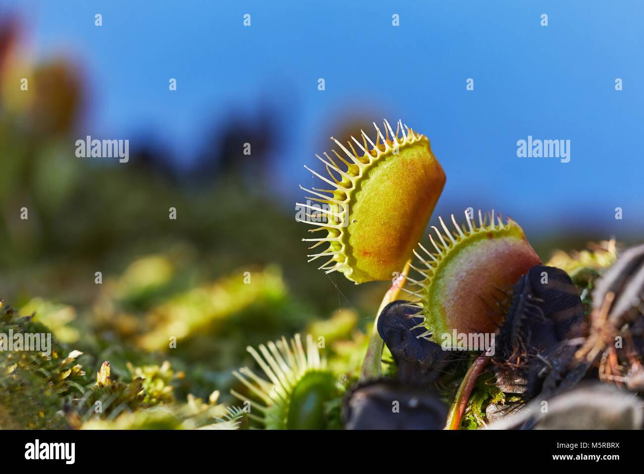 VENUS FLYTRAP HOW AN EXCITABLE CARNIVOROUS PLANT WORKS visual data 8