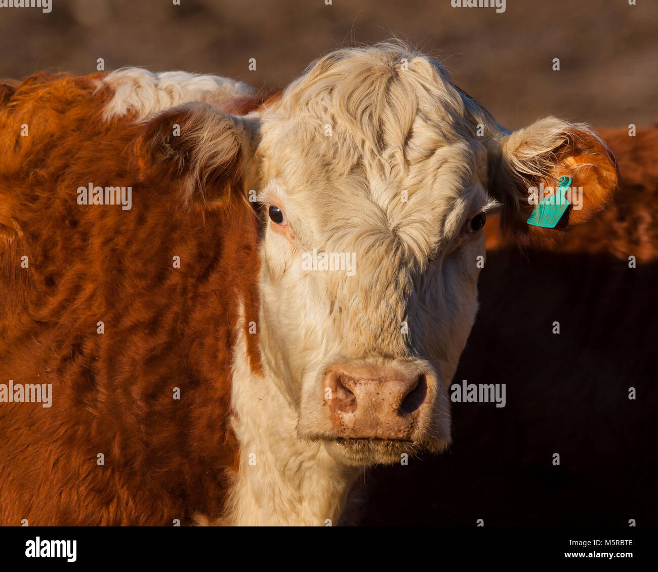 Beef steer in pasture Stock Photo Alamy