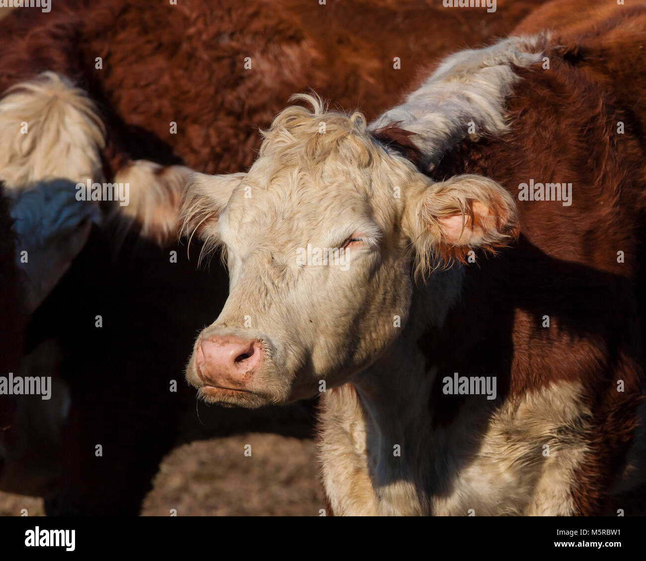 Beef steer in pasture Stock Photo Alamy