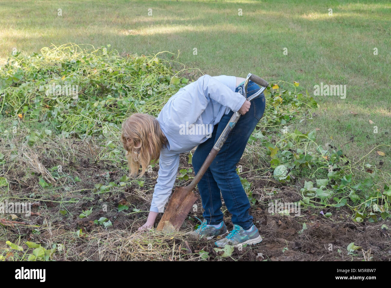 Teenage girl digging sweet potatoes. Stock Photo