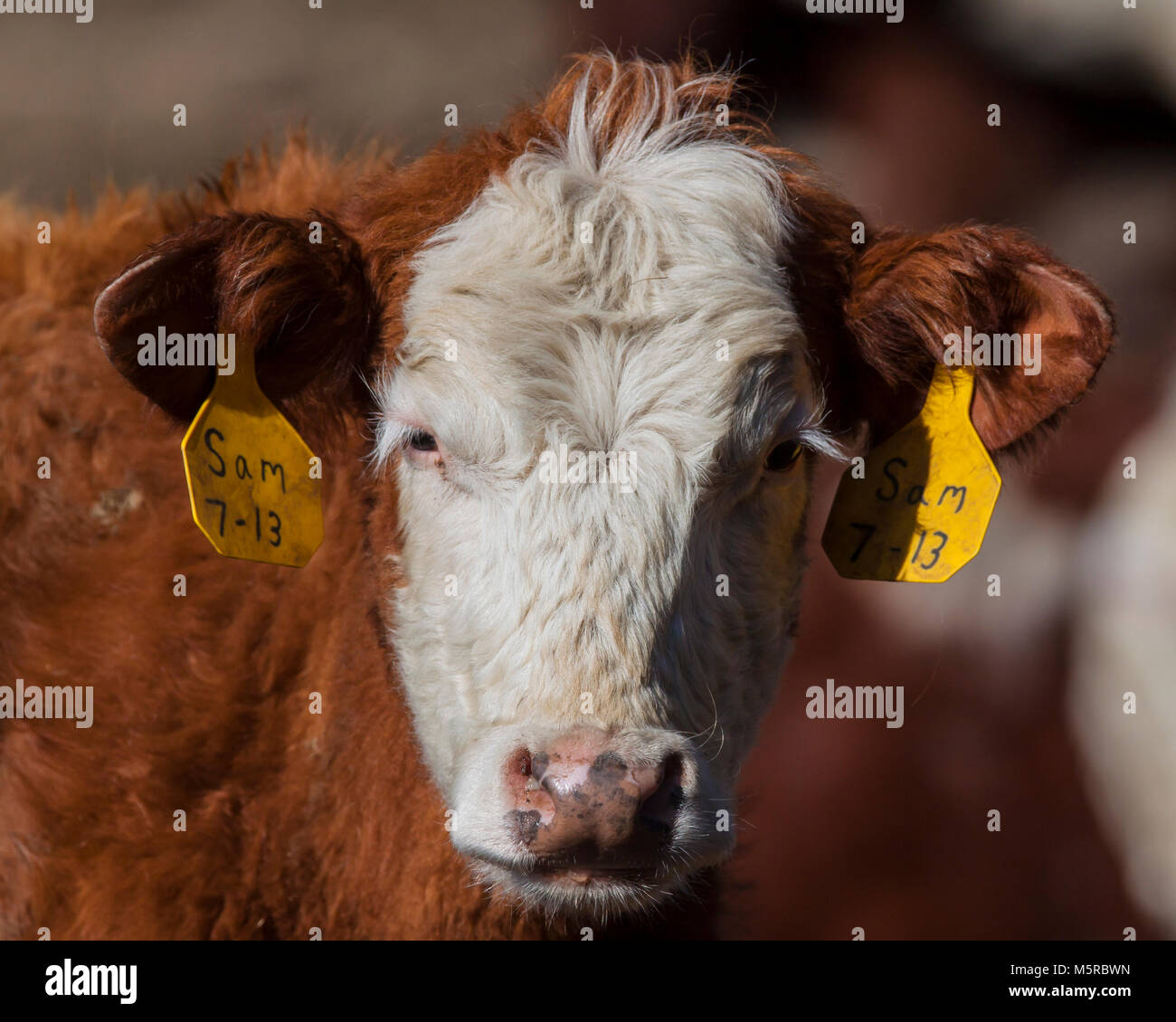 Beef steer in pasture Stock Photo Alamy