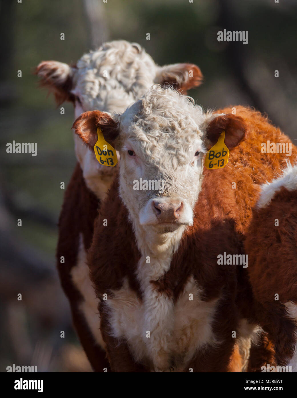 Beef steer in pasture Stock Photo