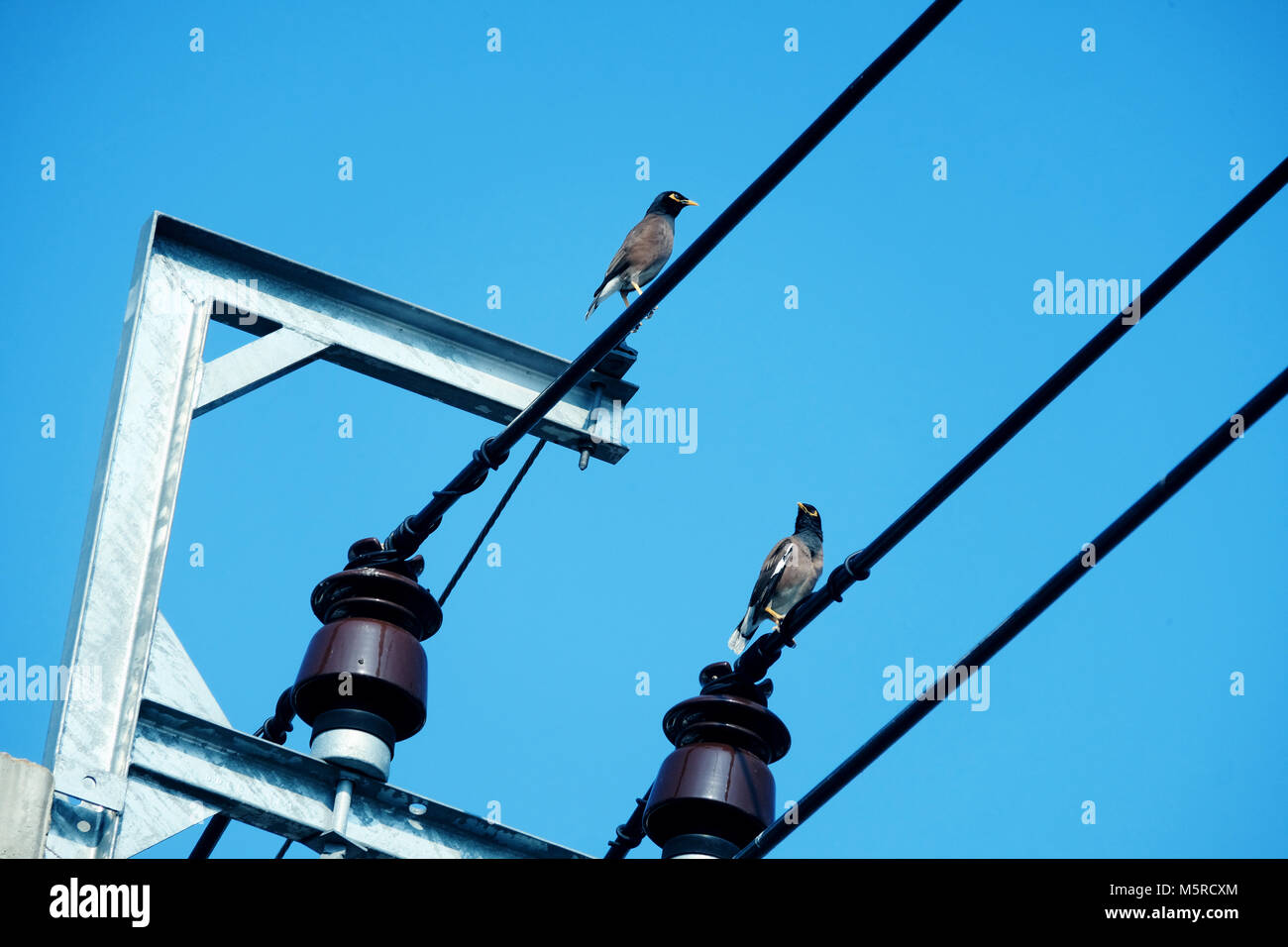 Two pigeon birds stand on electric cable wires with cleary blue sky, horizontal shot Stock Photo