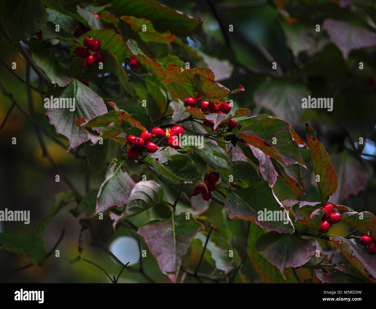 Dogwood Berries Tree Stock Photo Alamy