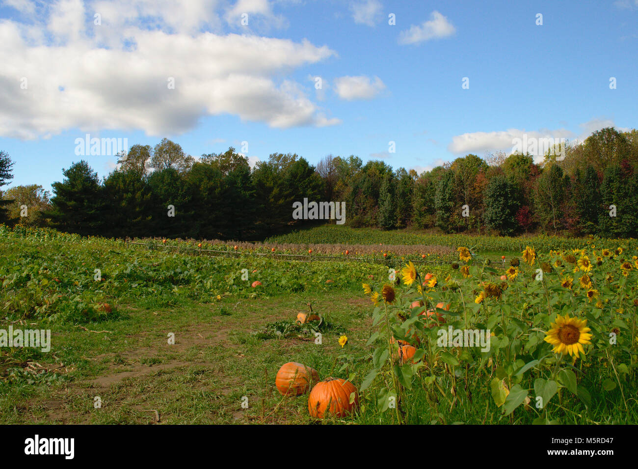 Kid picking out a Pumpkin for Halloween Stock Photo