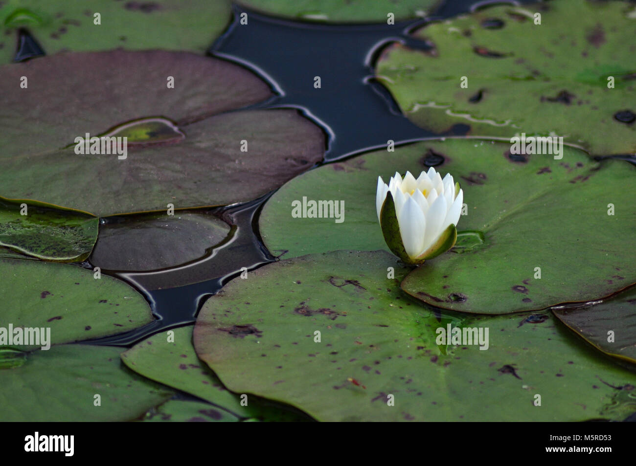 White Water Lily not fully bloomed Stock Photo Alamy