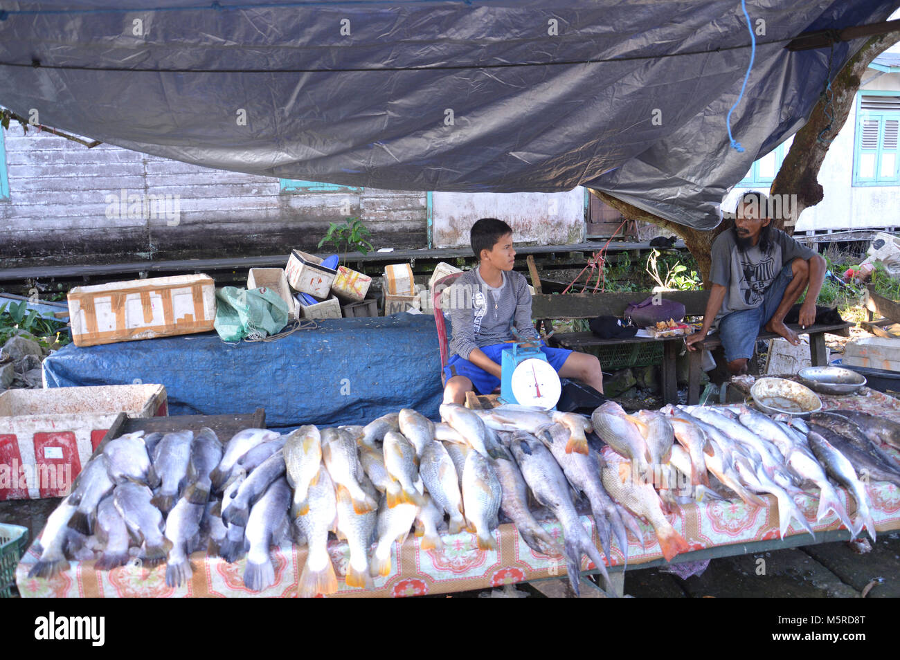 Bulungan High Resolution Stock Photography And Images Alamy