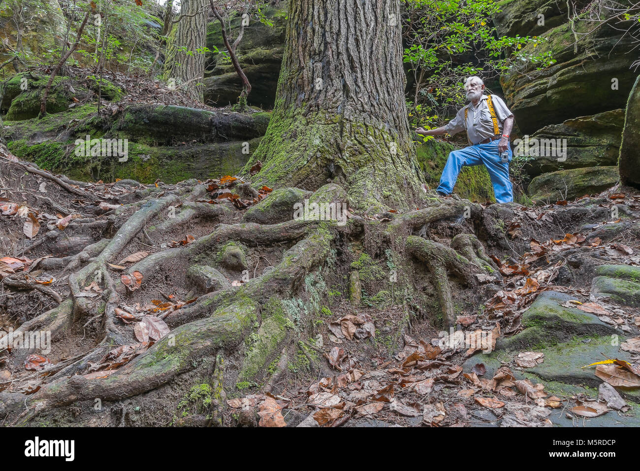 A man dwarfed by the size of a large fir tree in Franklin County, Alabama. Stock Photo