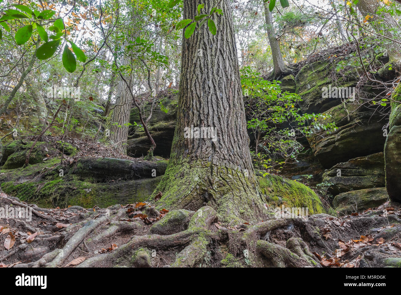 A close up of the root system of a very large fir tree at Dismals Canyon in Franklin County, Alabama. Stock Photo