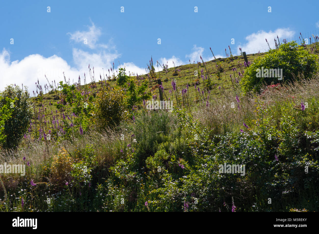 Wildflowers On A Hillside Stock Photo Alamy