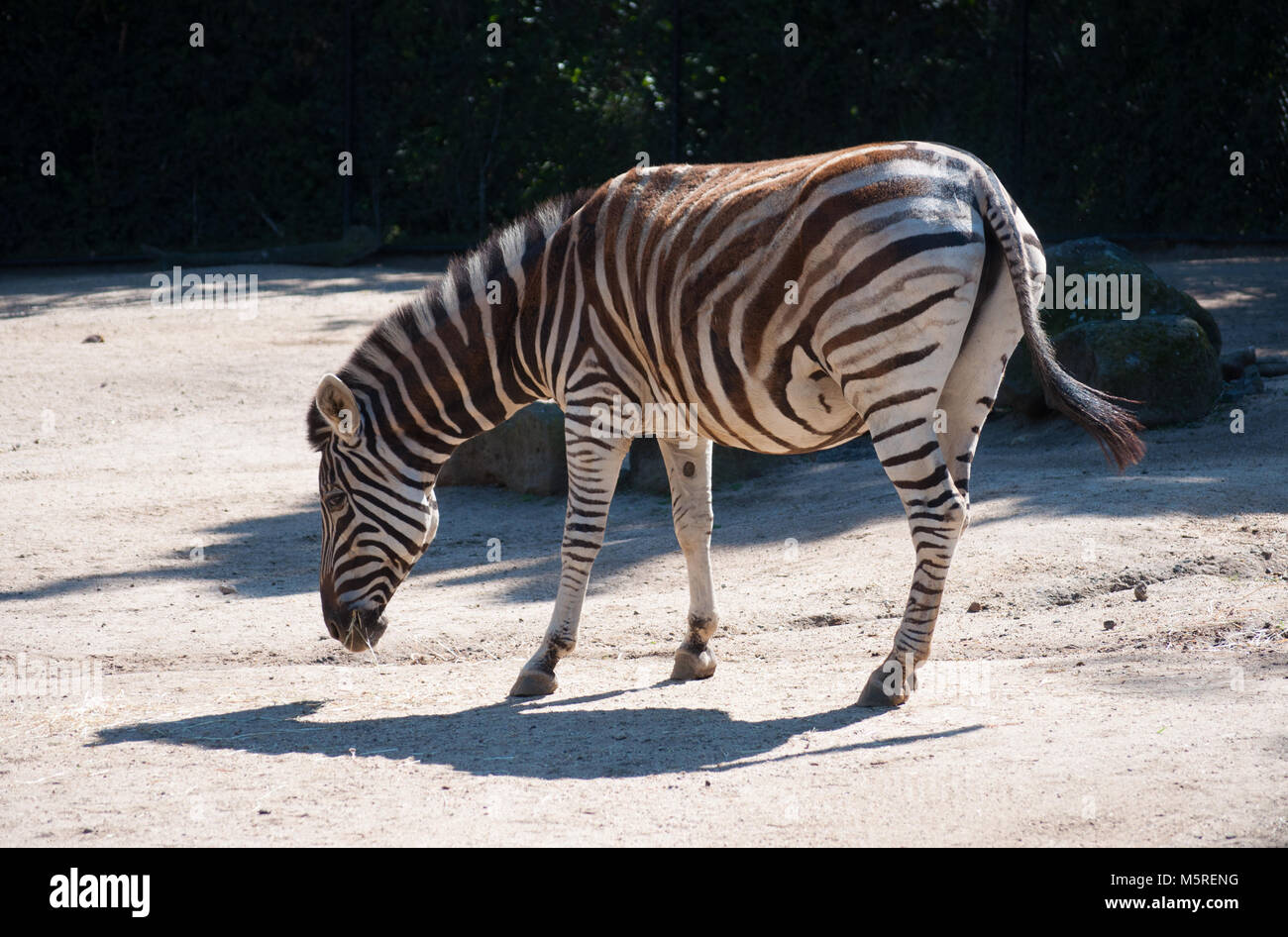 Zebra By Itself Stock Photo Alamy