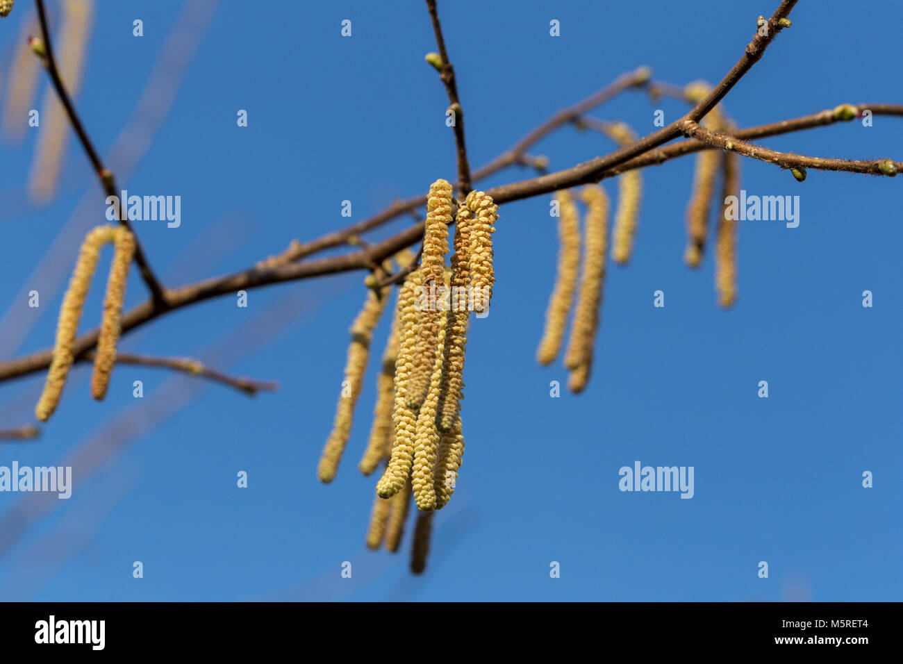 The long feathery male catkins of the Hazel tree against a clear blue sky Stock Photo