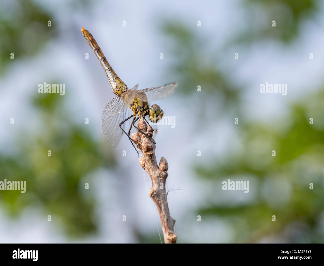 Common darter, young males, Sympetrum striolatum Stock Photo