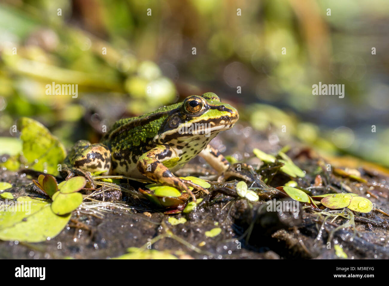 Edible frog, Common water frog, Pelophylax esculentus Stock Photo Alamy