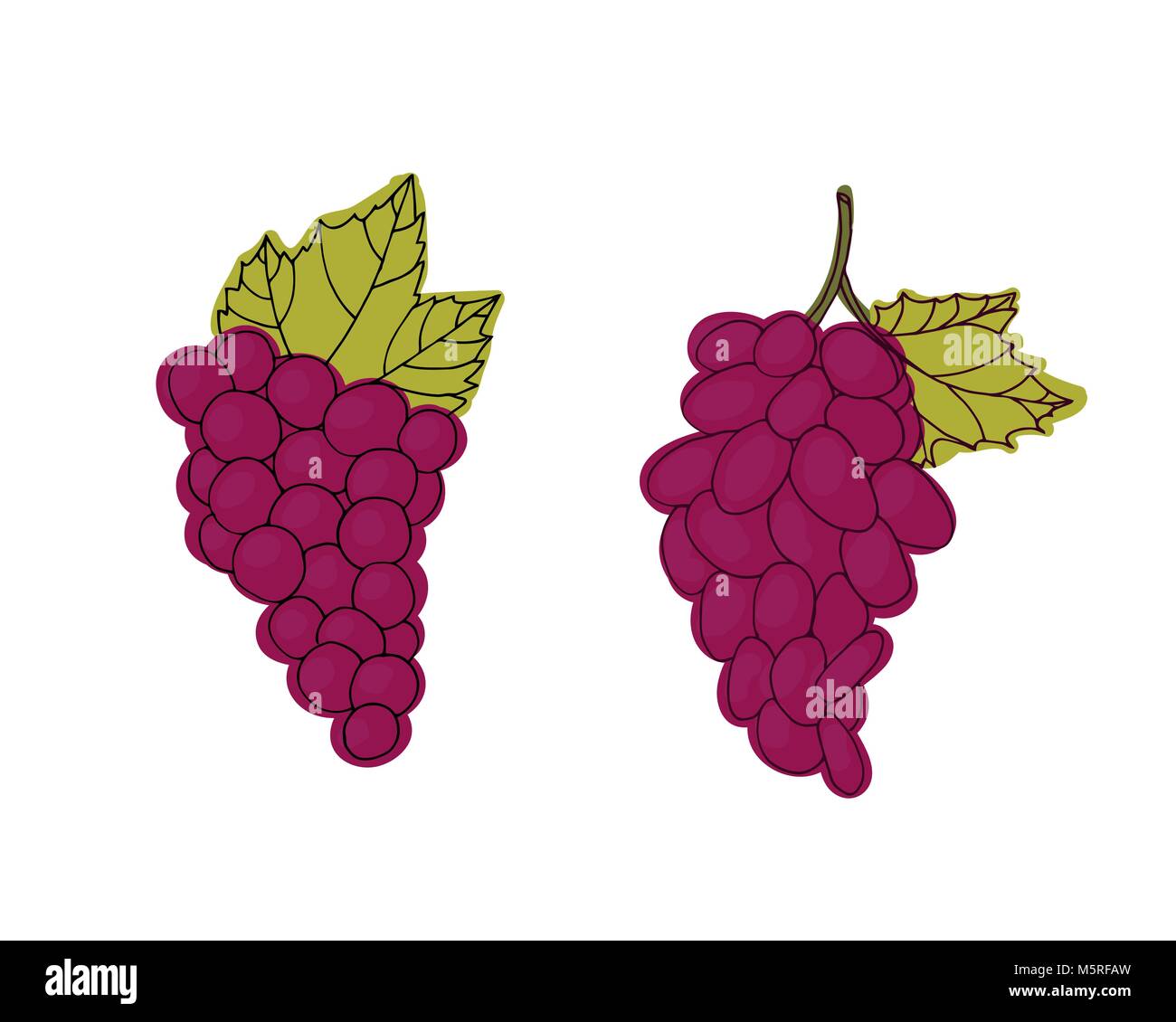 Cluster of red grapes. Berries vector illustration. Dietary food Stock