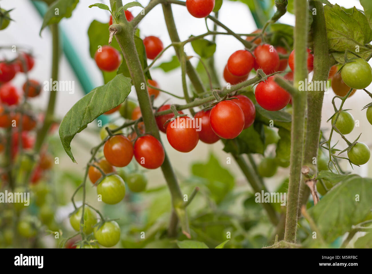 ripe and unripe tomato on a branch  Stock Photo