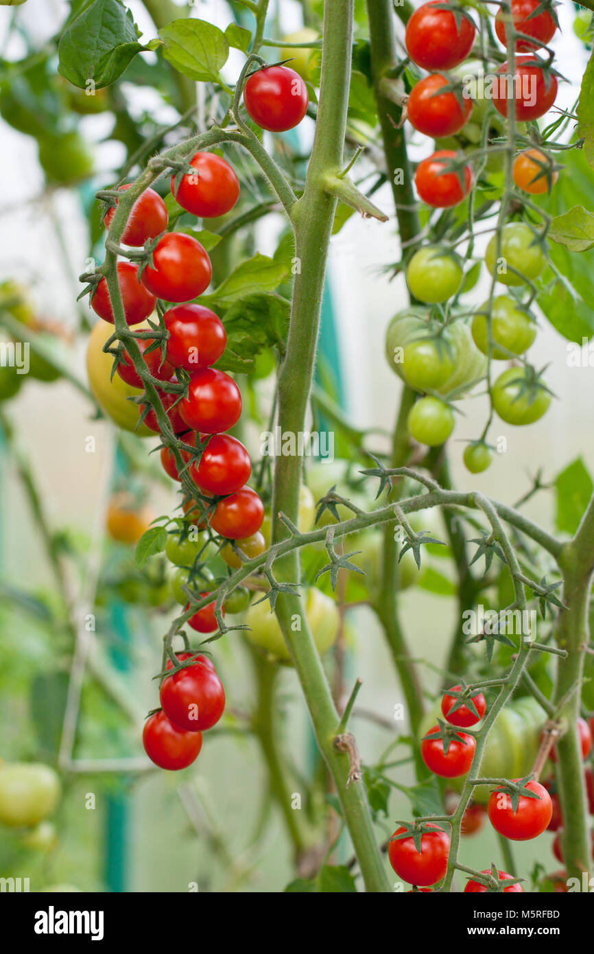 ripe tomato on a branch Stock Photo