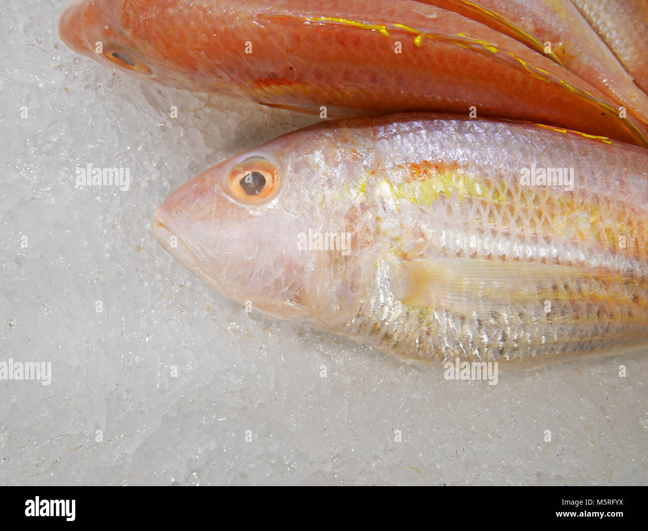 Threadfin snapper hires stock photography and images Alamy
