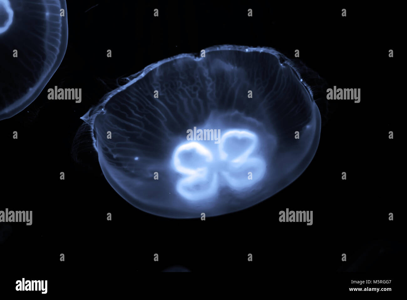 Blue jellyfish swim under water Stock Photo - Alamy