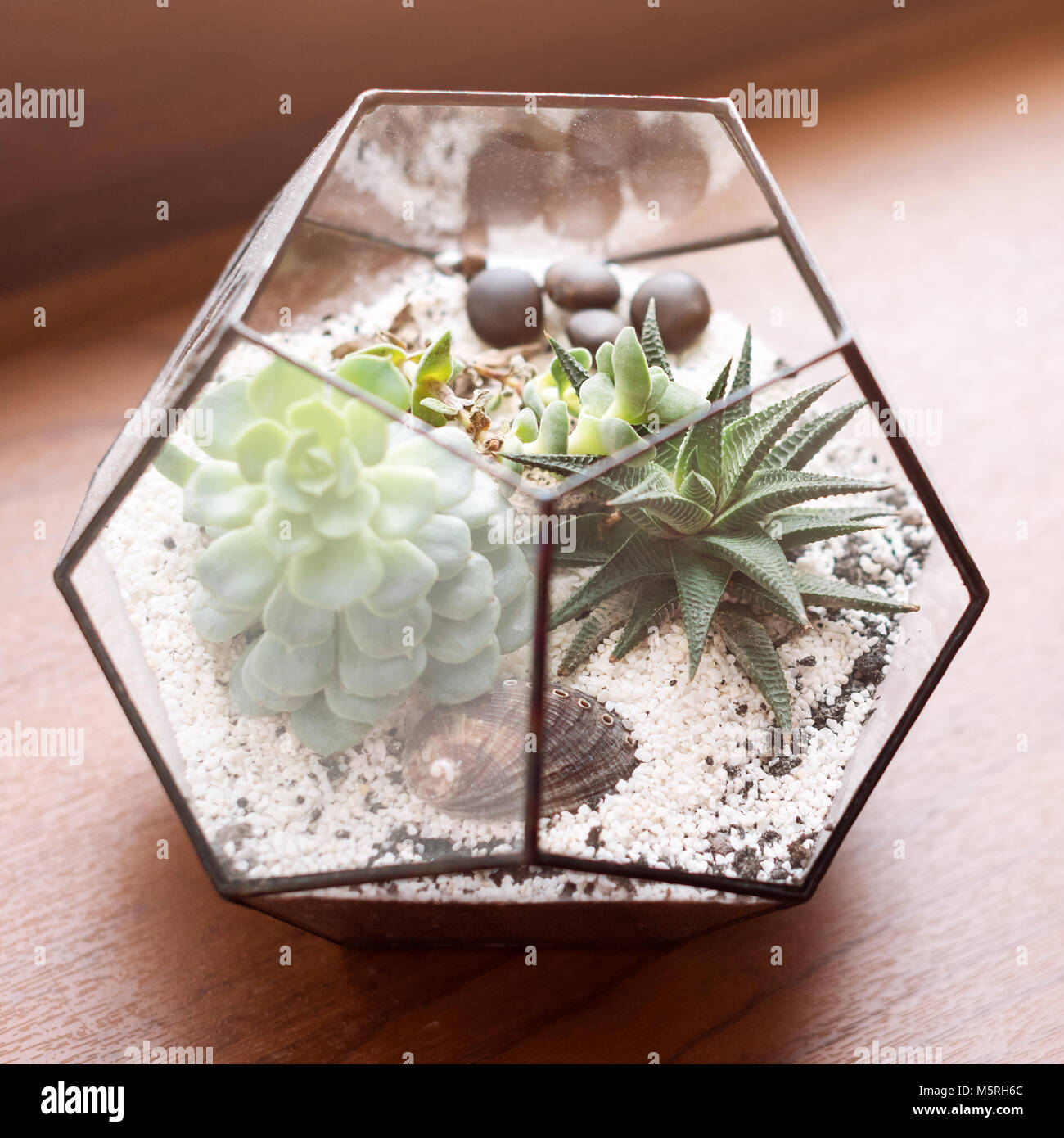Mini succulent garden in glass terrarium on wooden windowsill. Succulents with sand and rocks in glass box. Home decoration elements. Stock Photo