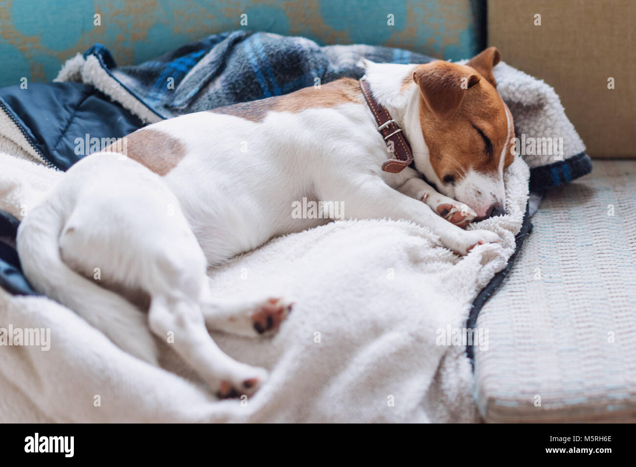 Cute jack russell dog sleeping on the warm jacket of his owner. Dog resting or having a siesta