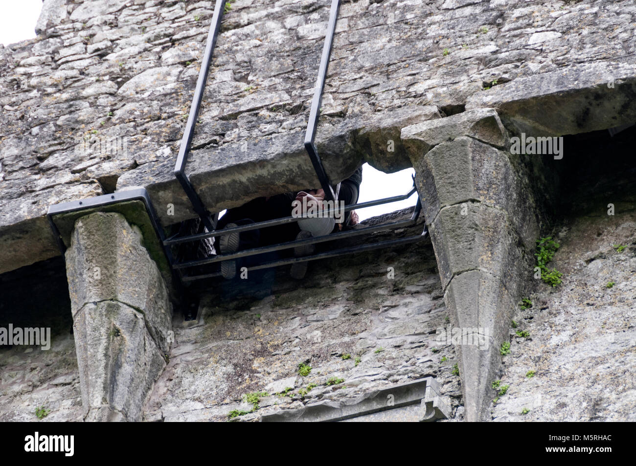 A visitor lays his/her head onto a safety grill as he/she kisses the Blarney stone high up the tower at Blarney Castle in Southern Ireland Stock Photo