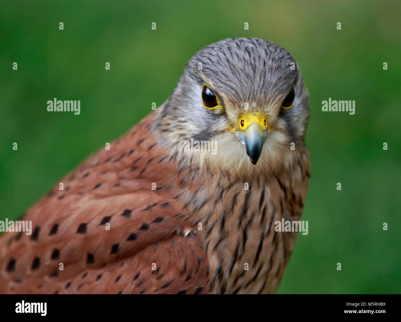 Male Eurasian Kestrels High Resolution Stock Photography And Images Alamy