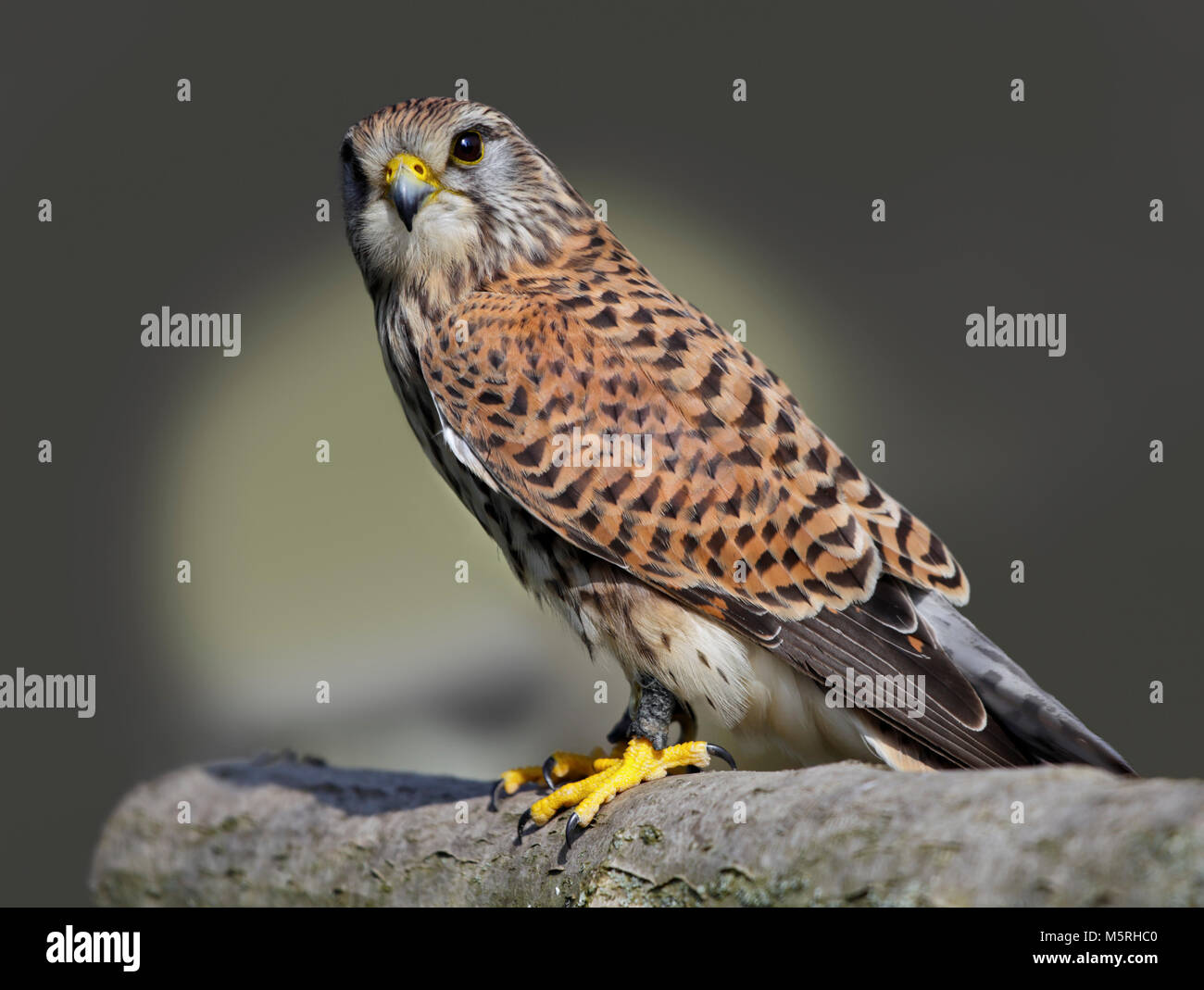 Common Kestrel Hi res Stock Photography And Images Alamy
