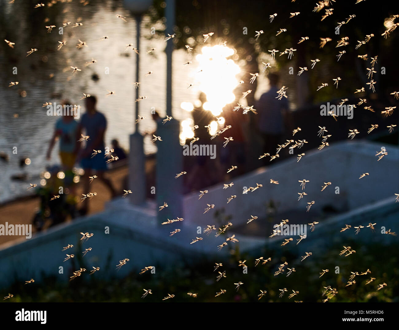 Mosquito horde attack on the families in the local park sunny summer day Stock Photo