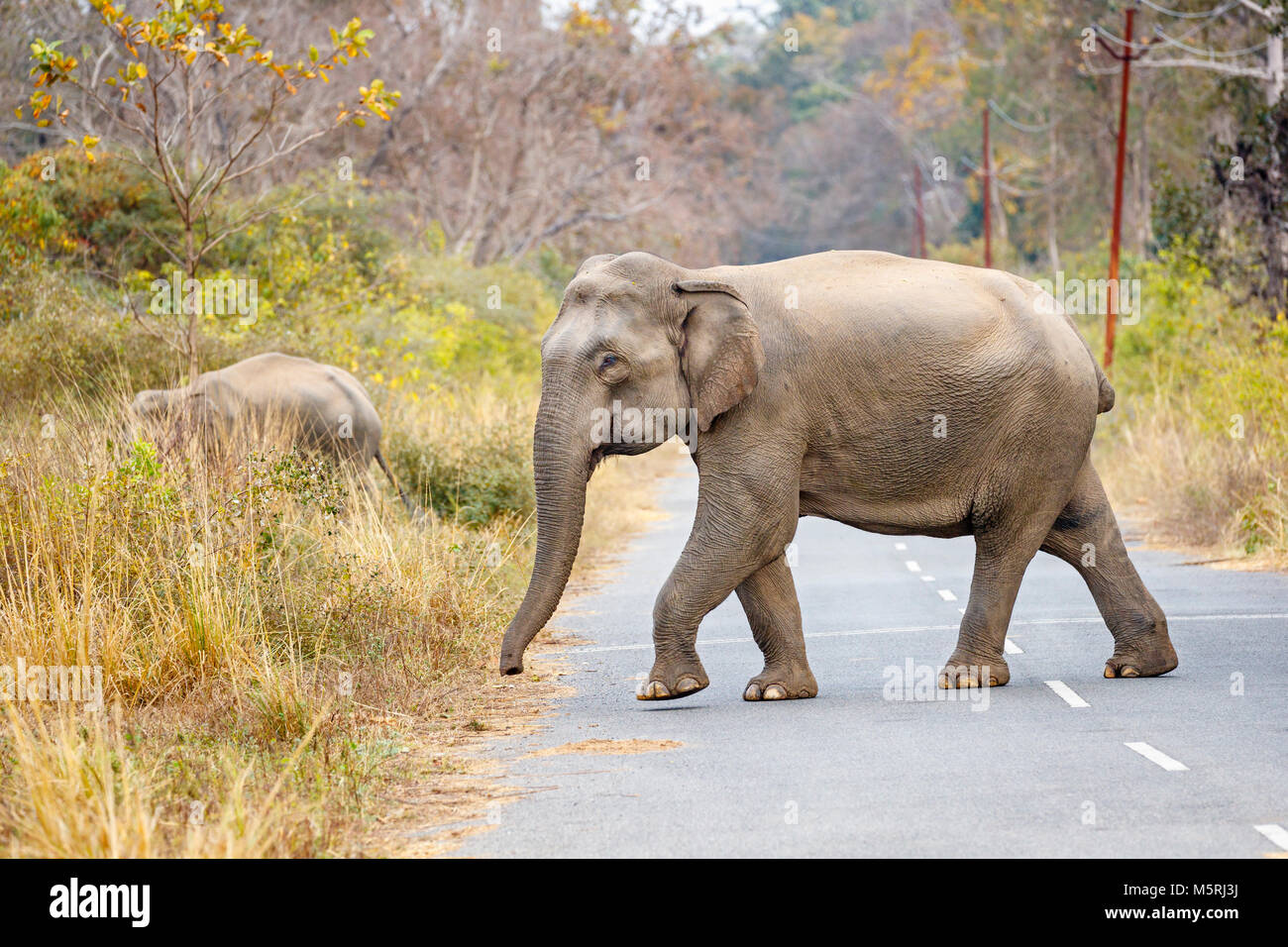 Indian elephant (Elephas maximus indicus) walking crossing a road, Jim Corbett National Park wildlife sanctuary, Ramnagar, Uttarakhand, north India Stock Photo