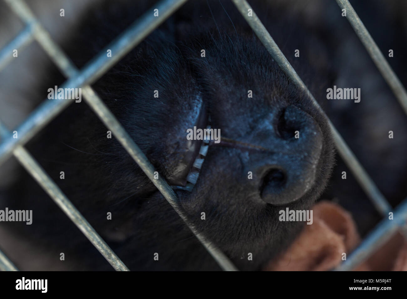The dog stuck his muzzle out of the cage Stock Photo Alamy