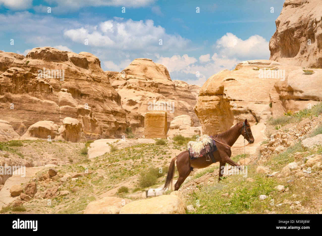 A saddled Arabian purebred horse is harnessed and pacing in the sun in Petra, Jordan. Such horses are used by local guides for tourist transportation. Stock Photo
