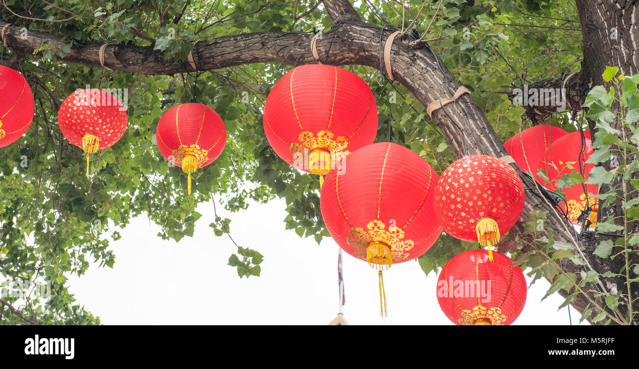 Red lanterns hanging up in trees for Lunar New year celebrations. The ...