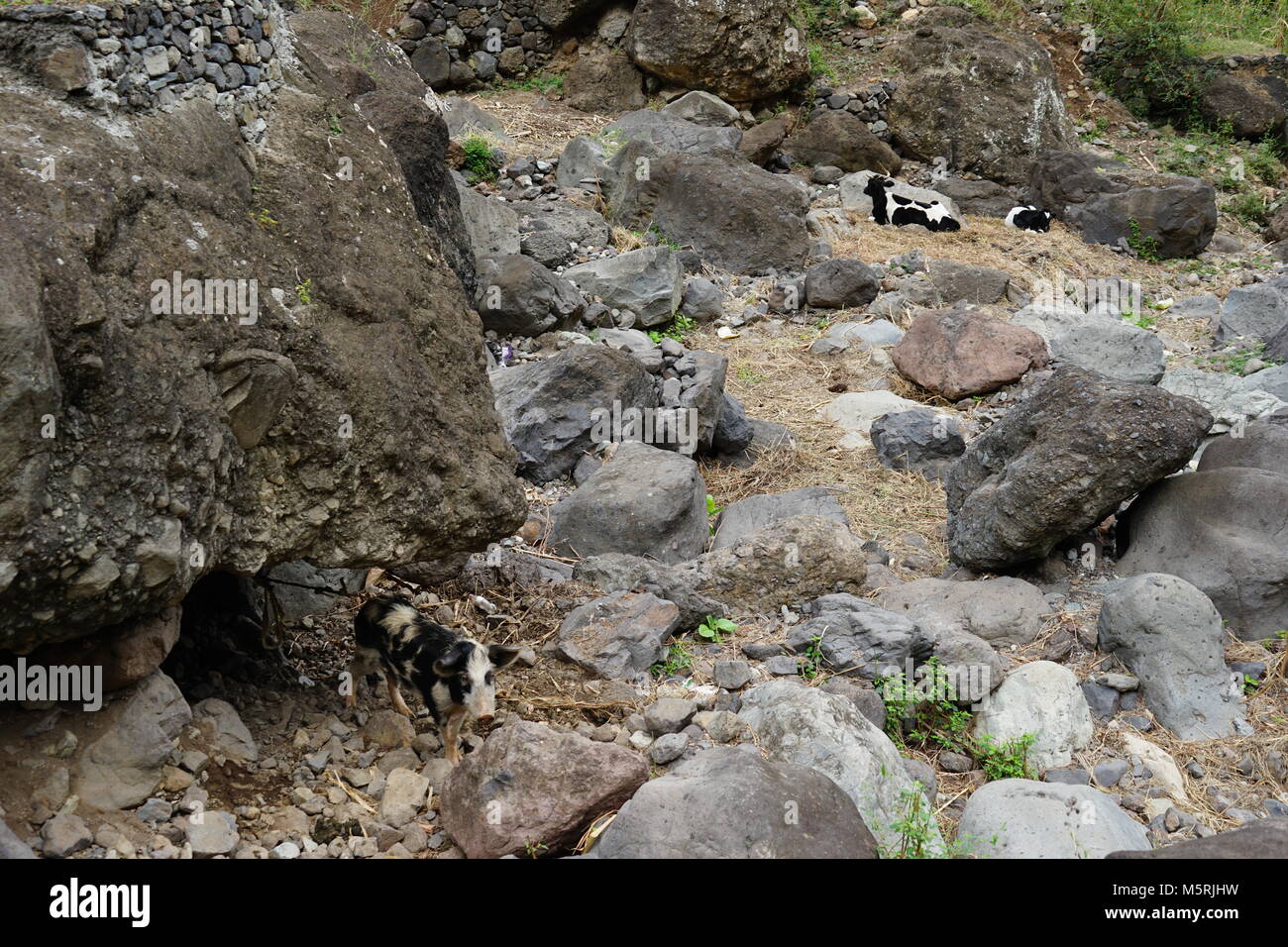One Pig and Two Cows between Rocks, Paul,  Santo Antão, Cape Verde Stock Photo