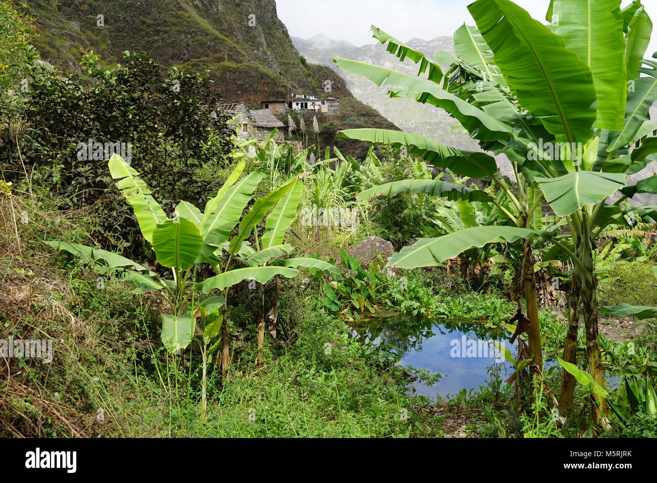 water pond, and field, Valley Paul,  Santo Antão, Cape Verde Stock Photo