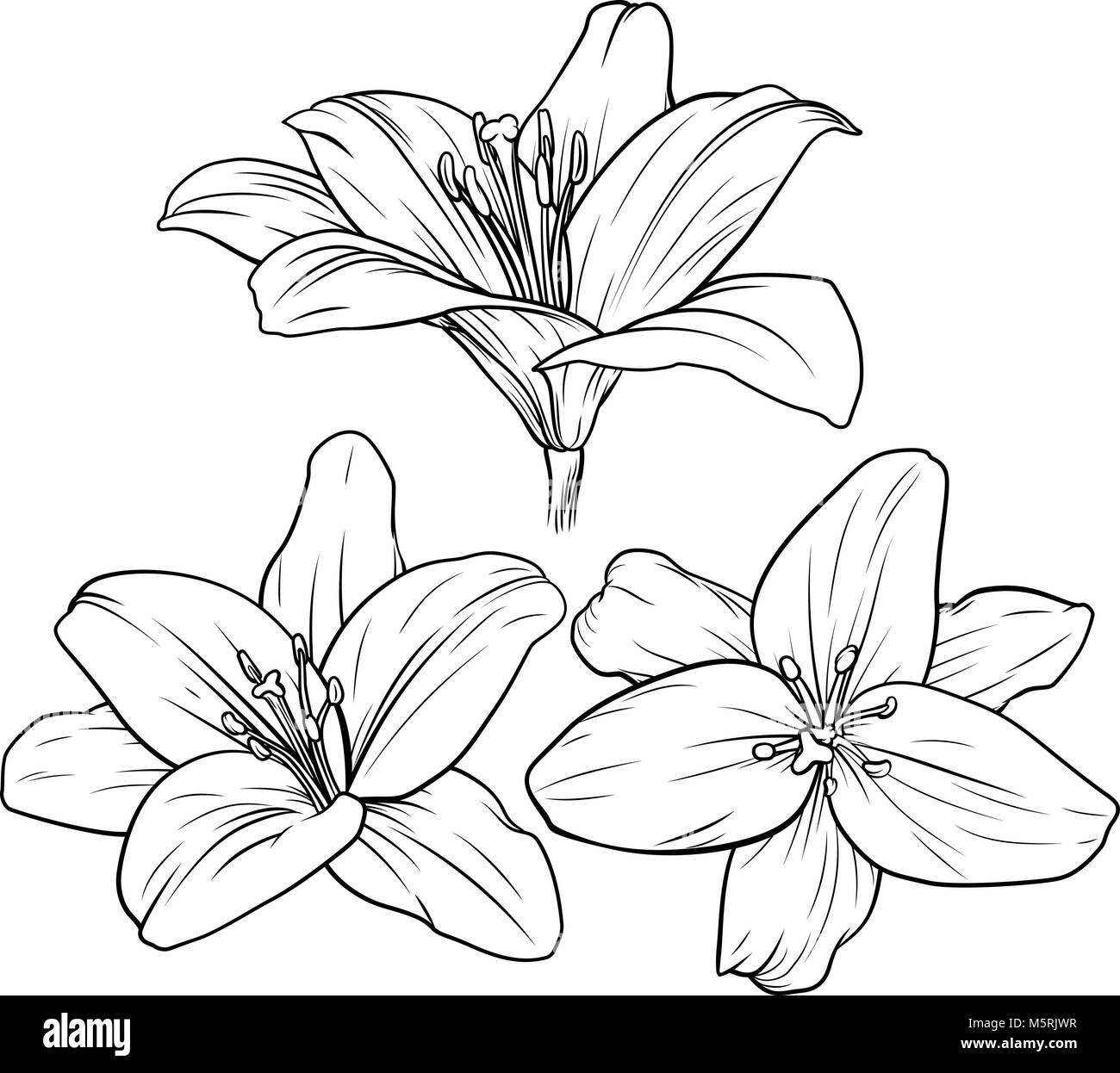 Free Free 70 Vector Lily Flower Svg SVG PNG EPS DXF File