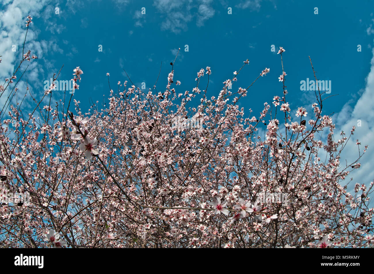 Almond Tree bloom in Algarve, Portugal Stock Photo