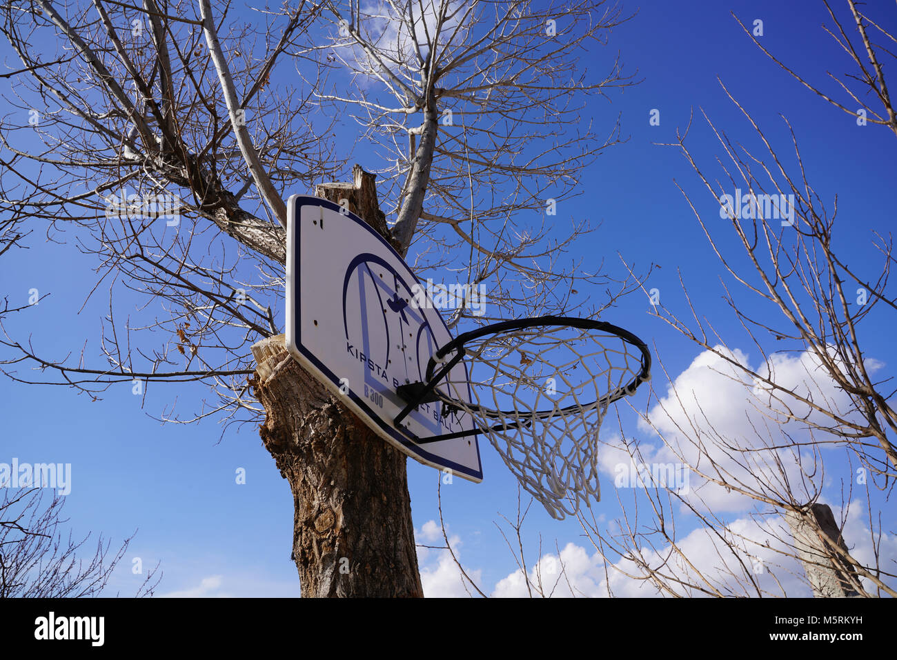 Kipsta basketball hoop hung on (attached) a tree Stock Photo Alamy