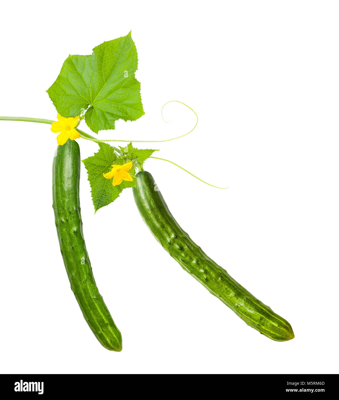 Fresh cucumbers with leaves and flowers isolated on white Stock Photo