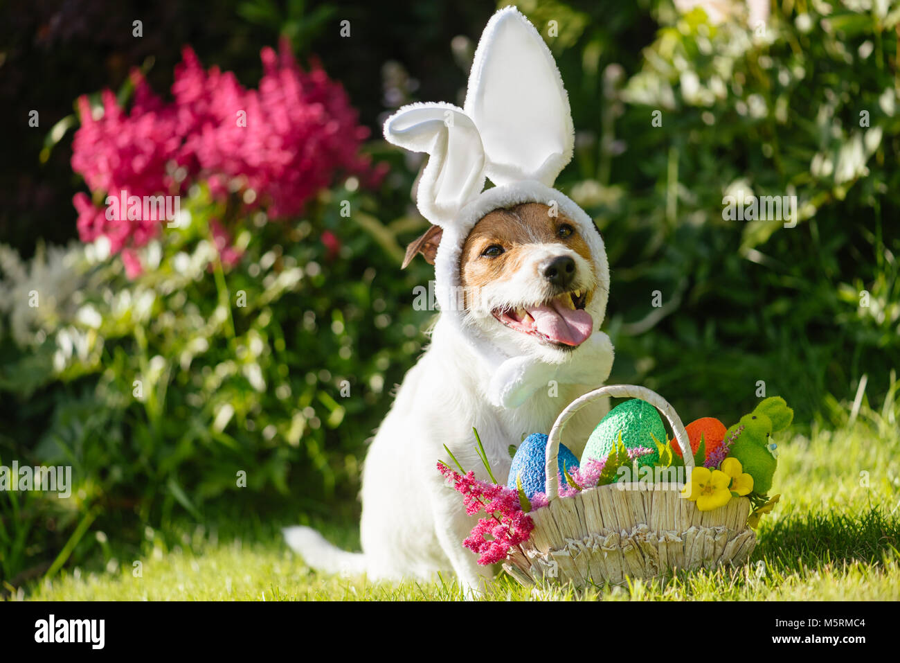 Funny dog wearing easter bunny costume and festive basket with multicolored eggs Stock Photo Alamy