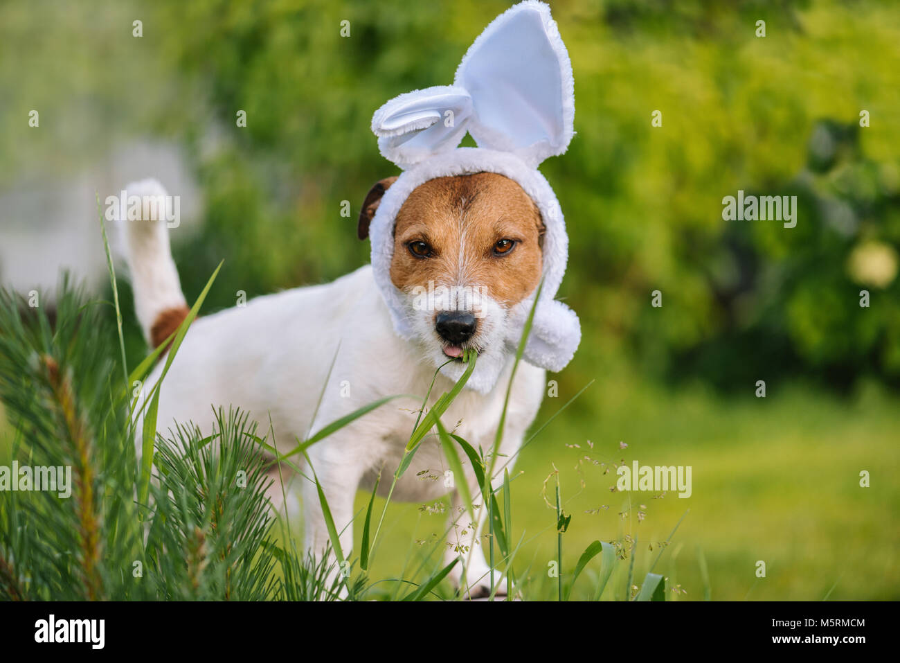 Easter bunny costume hires stock photography and images Alamy